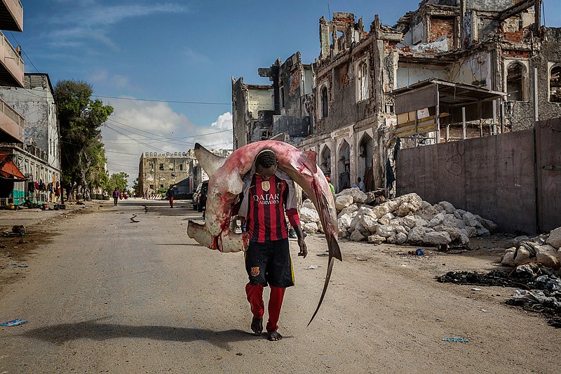 800px-A_man_carries_a_huge_hammerhead_through_the_streets_of_Mogadishu